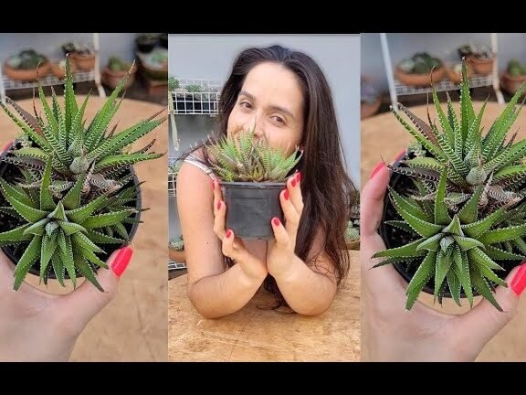 Descubre los secretos para cuidar la Haworthia Attenuata y hacerla florecer como nunca antes