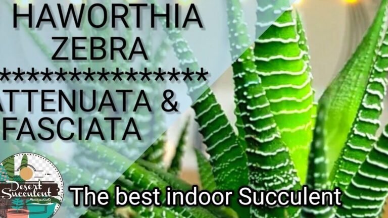Plantar Haworthias Fasciatas: ¡Haz crecer tu colección de suculentas!