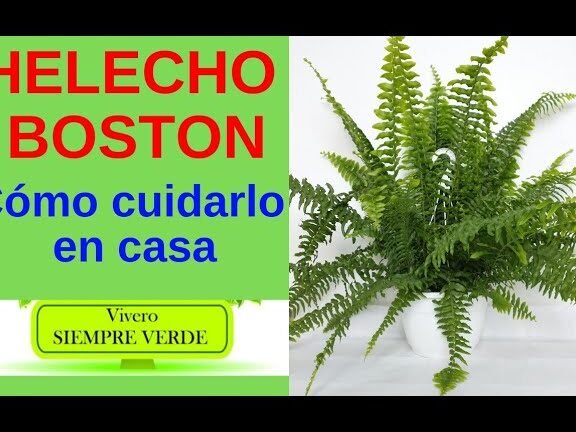 ¡Descubre el secreto para plantar Helechos de Boston con éxito!