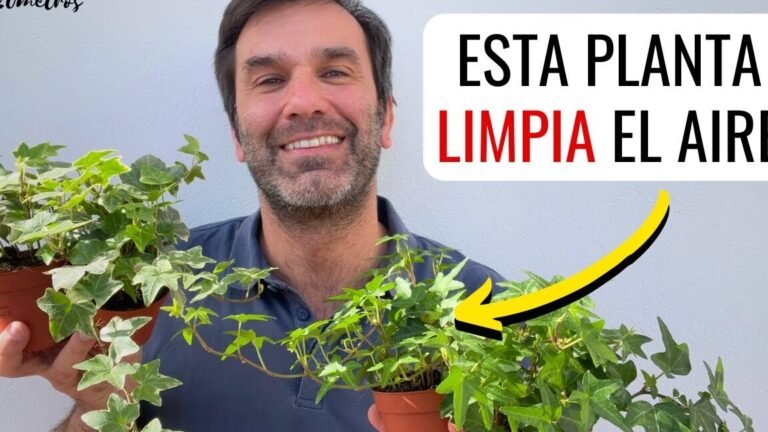 Descubre el secreto para hacer crecer y cuidar la hiedra inglesa como un experto