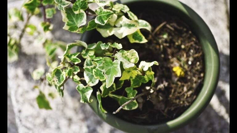 Descubre el paso a paso para plantar hiedras inglesas en tu jardín