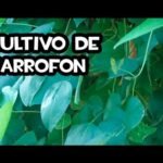 Secretos para plantar garrofones con éxito en tu jardín