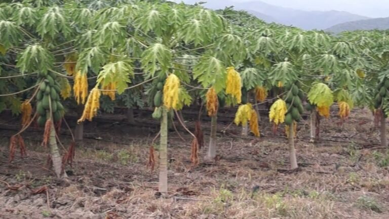 Descubre la increíble solución para las hojas amarillas de tu Dieffenbachia y revive tu planta en minutos