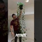 Descubre el sorprendente motivo por el que las hojas de tu pothos se están rizando y cómo solucionarlo de inmediato