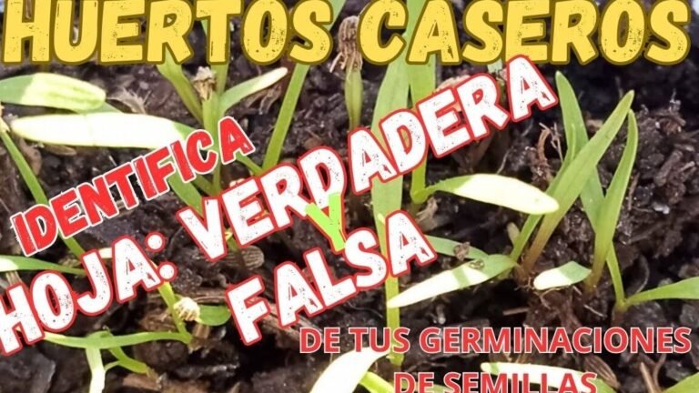 Descubre los secretos del crecimiento del repollo y sorpréndete con su velocidad de crecimiento