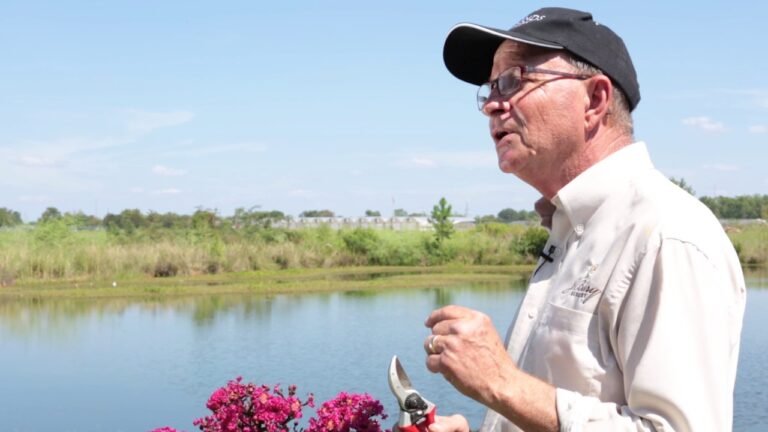 Descubre el secreto para podar los crape myrtles Black Diamond y transforma tu jardín en un paraíso floral
