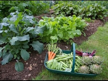 Descubre qué se puede plantar en una huerta orgánica para disfrutar de una cosecha saludable y deliciosa