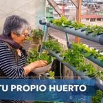 Calendario de Siembra en Septiembre: Cultiva tu Huerto Urbano en un huerto vertical de azotea con lechugas y verduras de hoja.