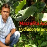 Descubre cómo plantar Hydrocotyles en tu jardín de forma sencilla, hombre junto a plantas acuáticas de hojas redondeadas en un jardín.