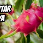 ¡Descubre cómo plantar pitahayas y disfruta de su exótico sabor en casa!