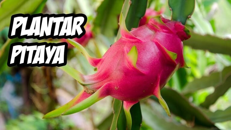 ¡Descubre cómo plantar pitahayas y disfruta de su exótico sabor en casa!