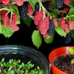 Descubre el mejor método para plantar coberturas de moras en tu jardín