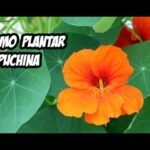 ¡Descubre los secretos para plantar capuchinas y llenar tu jardín de color!