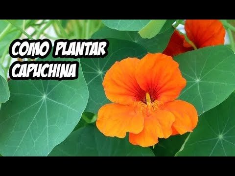 ¡Descubre los secretos para plantar capuchinas y llenar tu jardín de color!