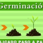 Descubre el secreto para germinar semillas en casa y transforma tu jardín este año