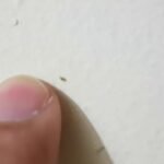 insectos parecidos