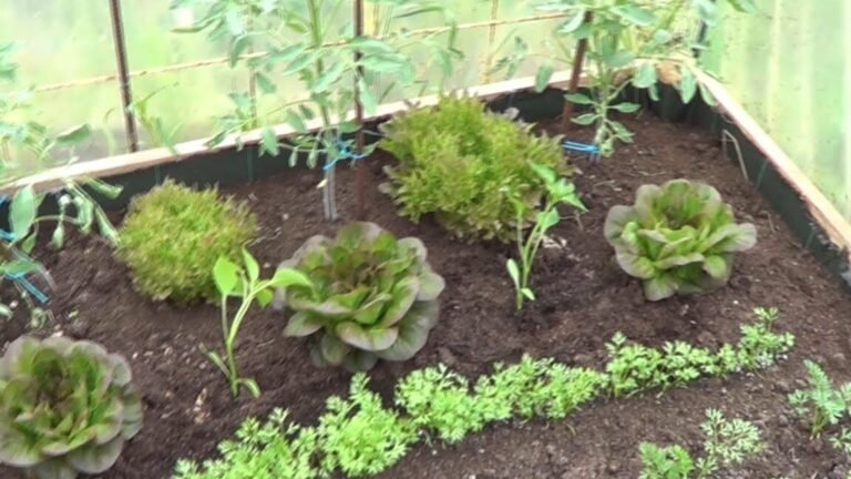 Las Mejores Opciones de Cultivo para Plantar en un Invernadero en Invierno