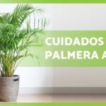 Cómo plantar arecas en tu hogar