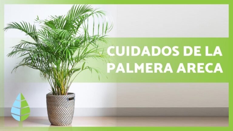 Cómo plantar arecas en tu hogar