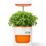 Jardín en miniatura: cultiva plantas en macetas