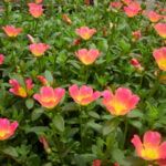 La lista definitiva: qué sembrar en marzo en Andalucía