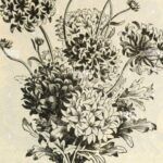 Jardinería bajo un pino: plantas ideales para un suelo sombreado