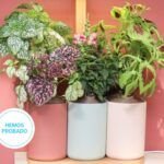 Jardinería fácil: ideas para plantar en una jardinera de obra
