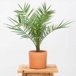 Jardinería fácil: plantas ideales para crecer junto a tu palmera