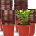 Jardinería innovadora: ¡Planta en botellas colgantes de plástico!