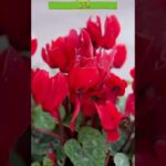 Descubre los secretos del huerto invernal y transforma tu jardín este invierno con estas flores rojas de ciclamen y hojas variegadas.