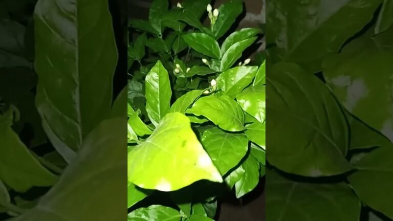Descubre la planta de jazmín árabe: flores fragantes y un follaje impresionante que transformará tu hogar