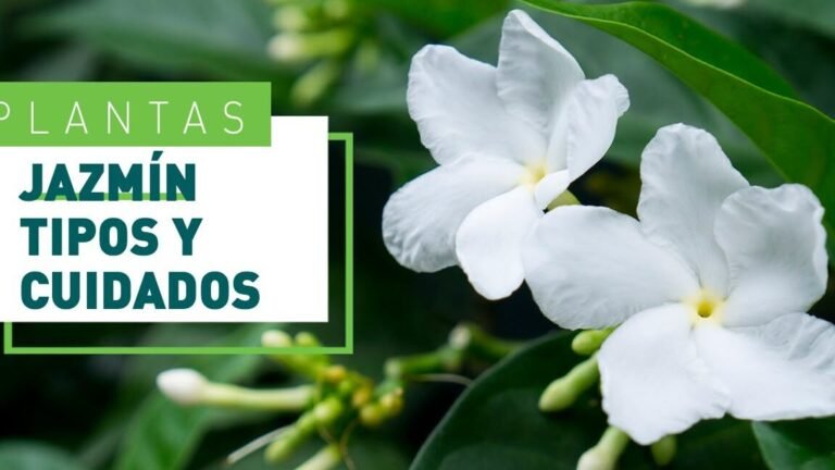 Descubre el secreto para que tus plantas de jazmín sean las más felices de la casa