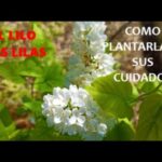 Guía completa: Cómo plantar lilos en tu jardín ¡Fácil y rápido!