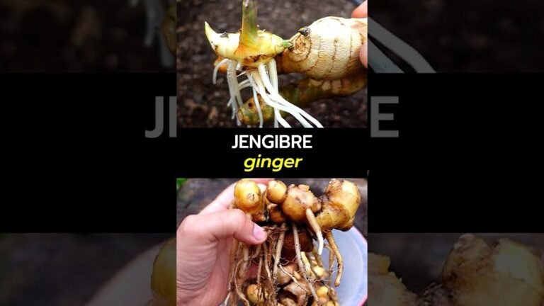 Descubre el secreto para cultivar jengibre silvestre y transformarlo en la estrella de tu jardín