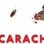 juegos cucarachas