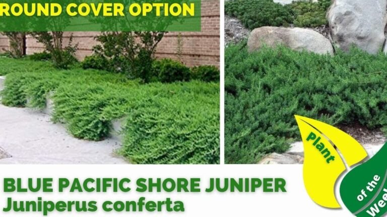 Descubre el secreto para cultivar Juniperus conferta y transforma tu jardín en un paraíso costero