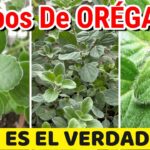 Plantar oréganos cubanos en tu jardín
