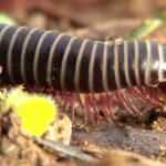 Control de Milpiés: Cómo Identificar y Eliminar Plagas mostrando un milpiés segmentado negro con bandas claras y numerosas patas rosadas sobre tierra húmeda.
