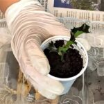 Guía Completa: Cómo Plantar Acebos en tu Jardín