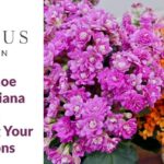 Ramo compacto de flores Kalanchoe en tonos rosa y naranja con hojas verdes, ideal para interiores; Consejos para plantar Kalanchoes Blossfeldianas en casa.