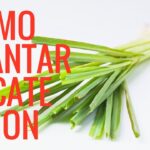 Guía completa: Cómo plantar Lemongrasses en tu jardín fácilmente