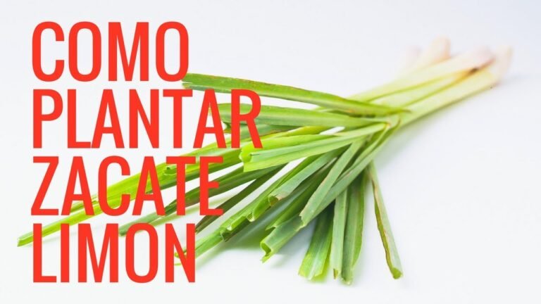 Guía completa: Cómo plantar Lemongrasses en tu jardín fácilmente
