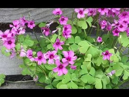 Descubre el secreto para cultivar y cuidar la acedera como un experto en tu jardín