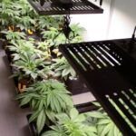 La Guía Definitiva para Sembrar en Casa: Cómo Cultivar tus Propios Alimentos Frescos y Sabrosos en el Interior de tu Hogar.