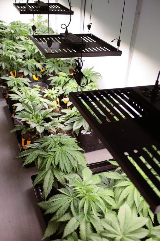 la guia definitiva para sembrar en casa como cultivar tus propios alimentos frescos y sabrosos en el interior de tu hogar