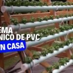Descubre el sorprendente origen de la hidroponía y cómo revolucionó la agricultura para siempre