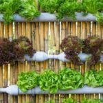 La Importancia de la Temperatura Adecuada para la Siembra de Semillas según el Tipo de Planta