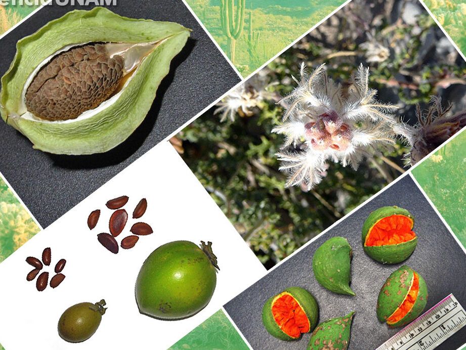 La importancia de las semillas de plantas autóctonas en la preservación ...