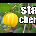 Descubre la sorprendente pitangatuba, la cereza estrella que está revolucionando el mundo de las frutas