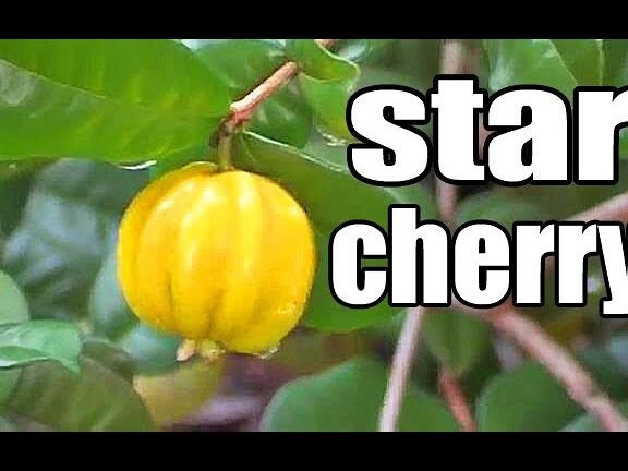 Descubre la sorprendente pitangatuba, la cereza estrella que está revolucionando el mundo de las frutas